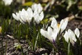 Flowering white crocuses on a Sunny day in the spring. Gentle spring flowers in the sun, background Royalty Free Stock Photo