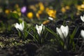 Flowering white crocuses on a Sunny day in the spring. Gentle spring flowers in the sun, background Royalty Free Stock Photo