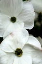 Flowering White Dogwood Blossoms in Spring Royalty Free Stock Photo