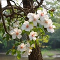 Flowering white flowers, fruit on tree branches, spring, smudged green in the background. Flowering flowers, a symbol of spring, Royalty Free Stock Photo