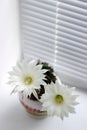 Flowering white flowers prickly cactus on a white window sill.