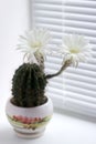 Flowering white flowers prickly cactus on a white window sill.