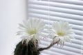 Flowering white flowers prickly cactus on a white window sill.