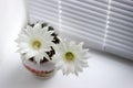 Flowering white flowers prickly cactus on a white window sill.