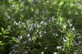 Flowering white flowers rosemary, aromatic and useful plant, background Royalty Free Stock Photo