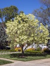 Flowering white fringe tree