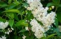 Flowering white Fuzzy Deutzia, Deutzia scabra in summer garden. White flowers deutzia crenata or Japanese snow flowe Royalty Free Stock Photo