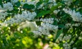 Flowering white Fuzzy Deutzia, Deutzia scabra in summer garden. White flowers deutzia crenata or Japanese snow flower Royalty Free Stock Photo