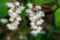 Flowering white Fuzzy Deutzia, Deutzia scabra in summer garden. White flowers deutzia Royalty Free Stock Photo