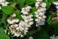 Flowering white Fuzzy Deutzia, Deutzia scabra in summer garden. White flowers deutzia crenata Royalty Free Stock Photo