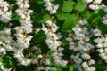 Flowering white Fuzzy Deutzia, Deutzia scabra in summer garden. White flowers deutzia crenata Royalty Free Stock Photo