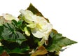 Flowering white hybrid petunia in a flower pot, white background