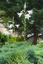Flowering white Lilium candidum Royalty Free Stock Photo