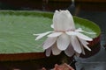 Flowering White Lotus Flower Blossom Beside A Lily Pad