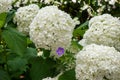 White lush round hydrangea blossoms with a violet cranesbill on natural blurred background Royalty Free Stock Photo
