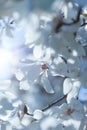 Flowering white magnolia