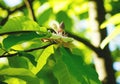 Flowering white magnolia tree. Chinese Magnolia blossom with white tulip-shaped flowers. Royalty Free Stock Photo