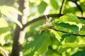 Flowering white magnolia tree. Chinese Magnolia blossom with white tulip-shaped flowers. Royalty Free Stock Photo