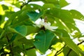 Flowering white magnolia tree. Chinese Magnolia blossom with white tulip-shaped flowers. Royalty Free Stock Photo