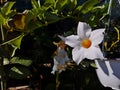 Flowering white Mandevilla rose Dipladenia