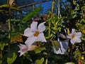 Flowering white Mandevilla rose Dipladenia