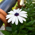Flowering white marguerite in a flower box Royalty Free Stock Photo