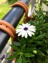 Flowering white marguerite in a flower box Royalty Free Stock Photo