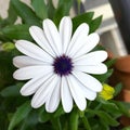 Flowering white marguerite in a flower box Royalty Free Stock Photo