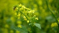 Flowering white mustard Sinapis alba detail close-up field, bee pollination pollinates collect nectar honey Apis Royalty Free Stock Photo