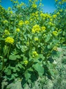 Flowering white mustard Sinapis alba detail close-up field, farm bio organic farming, soil climate change, landscape Royalty Free Stock Photo