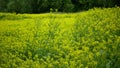 Flowering white mustard Sinapis alba field, farm bio organic farming, soil climate change, landscape agriculure land