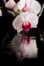 Flowering white orchid with water reflection