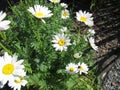 Flowering white oxeye daisy