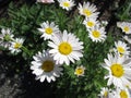 Flowering white oxeye daisy