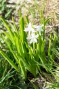 Flowering white, pink and blue hyacinths in spring garden, primroses, floral fragrance of spring flowers, bulbous flowers Royalty Free Stock Photo