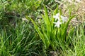 Flowering white, pink and blue hyacinths in spring garden, primroses, floral fragrance of spring flowers, bulbous flowers Royalty Free Stock Photo