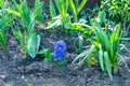 Flowering white, pink and blue hyacinths in spring garden, primroses, floral fragrance of spring flowers, bulbous flowers Royalty Free Stock Photo