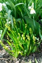 Flowering white, pink and blue hyacinths in spring garden, primroses, floral fragrance of spring flowers, bulbous flowers Royalty Free Stock Photo