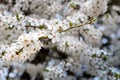 Flowering white tree at springtime. Branch of blossoming cherry plum selective focus over out of focus flowering background