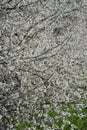 Flowering white White blossom prunus and pyrus tree twigs in the spring season Royalty Free Stock Photo