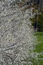 Flowering white White blossom prunus and pyrus tree twigs in the spring season Royalty Free Stock Photo