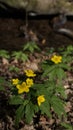 flowering white and yellow blossoms windflower on bank of brook