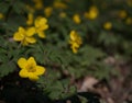 flowering white and yellow blossoms windflower on bank of brook