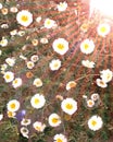 Flowering white yellow daisies in the garden and sun rise