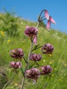 Flowering wild Alpine Martagon Lily