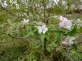 flowering wild Apple tree. Autumn. Royalty Free Stock Photo