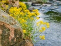 Flowering wild Aurinia saxatilis growing on rock over river