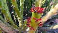 Flowering Wild cactus plant on the mountain Royalty Free Stock Photo