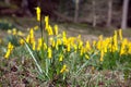 Flowering wild daffodil