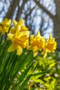 Flowering wild Daffodils flowers in bloom at spring Royalty Free Stock Photo